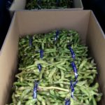 2016107%e6%9e%9d%e8%b1%86_7928