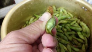 2016107%e6%9e%9d%e8%b1%86_3111