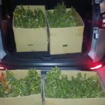 2016107%e6%9e%9d%e8%b1%86_4694